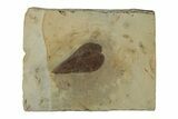Fossil Leaf (Prunus) - Montana #270217-1